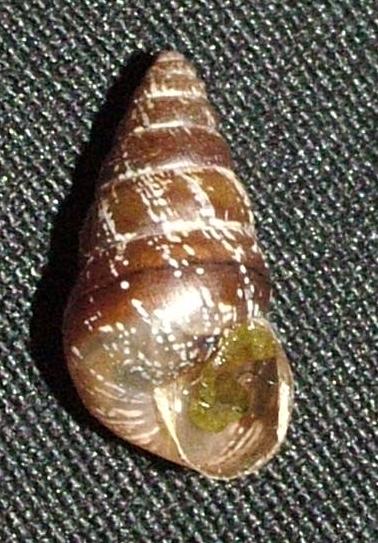 Cochlicella